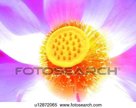 Stock Photography - Blossom, Flower, Extreme Close-Up, Bright, Aroma. Fotosearch