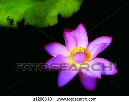 Blossom, Flower, Floating On Water, Close-Up, Aroma View Large Photo Image Stock Image - Blossom, Flower, Floating On Water, Close-Up, Aroma. Fotosearch