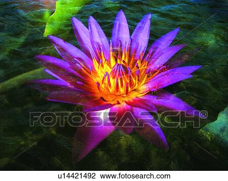 Stock Image - Blossom, Flower, Floating On Water, Close-Up, Aroma. Fotosearch