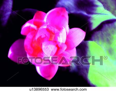 Stock Image - Blossom, Flower Head, Flower, Close-Up, Aroma. Fotosearch