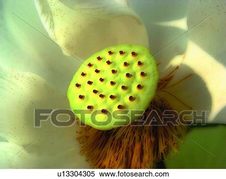 Blossom, Flower Head, Flower, Close-Up, Aroma View Large Photo Image Stock Photography - Blossom, Flower Head, Flower, Close-Up, Aroma. Fotosearch