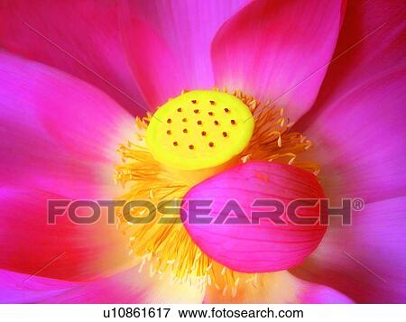 Blossom, Freshness, Stamen, Flower, Flower Head View Large Photo Image Stock Photo - Blossom, Freshness, Stamen, Flower, Flower Head. Fotosearch