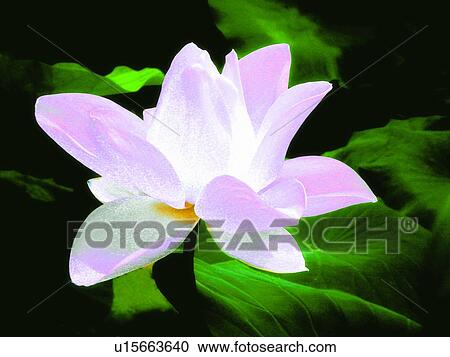 Blossom, Lily Pad, Fragility, Purple, Focus On Foreground View Large Photo Image Stock Image - Blossom, Lily Pad, Fragility, Purple, Focus On Foreground. Fotosearch