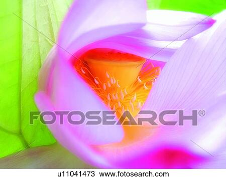 Stock Image - Blossom, Purple, Water Lily, Aroma, Close-Up. Fotosearch