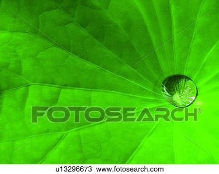 Bright, Extreme Close-Up, Drop, Directly Above, Aroma View Large Photo Image Stock Image - Bright, Extreme Close-Up, Drop, Directly Above, Aroma. Fotosearch