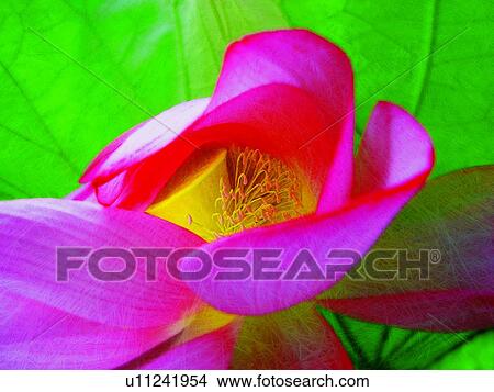 Bright, Plant, Outdoor, Fragility, Blossom, Green, Leaf View Large Photo Image Picture - Bright, Plant, Outdoor, Fragility, Blossom, Green, Leaf. Fotosearch