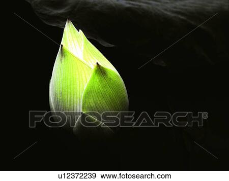 Stock Photo - Bud, Close-Up, Closed, Budding, Aroma. Fotosearch