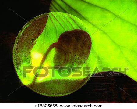 Circle, Shadow, Flower, Fragility, Leaf, Close-Up, Plant View Large Photo Image Stock Photography - Circle, Shadow, Flower, Fragility, Leaf, Close-Up, Plant. Fotosearch