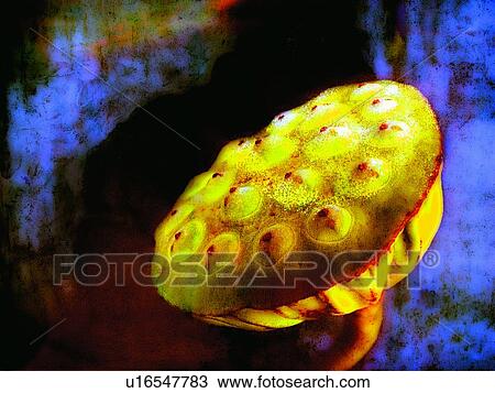 Stock Image - Close-Up, Flower Head, Flower, Aroma. Fotosearch