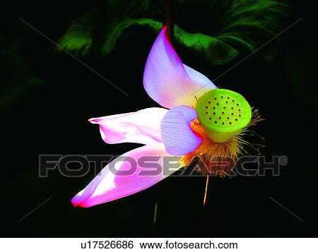 Close-Up, Pink, Lotus, Fragility, Lily View Large Photo Image Stock Photograph - Close-Up, Pink, Lotus, Fragility, Lily. Fotosearch