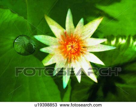 Close-Up, Plant, Water Lily, White, Water Lily Aroma View Large Photo Image Stock Image - Close-Up, Plant, Water Lily, White, Water Lily Aroma. Fotosearch