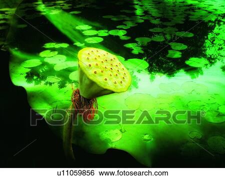 Stock Photograph - Flower, Flower Head, Lily Pad, Lily, Growth, Fragility. Fotosearch