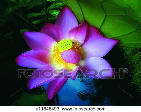Flower Head, Leaf, Aroma, Floating On Water, Petal, Vibrant Color View Large Photo Image Stock Image - Flower Head, Leaf, Aroma, Floating On Water, Petal, Vibrant Color. Fotosearch