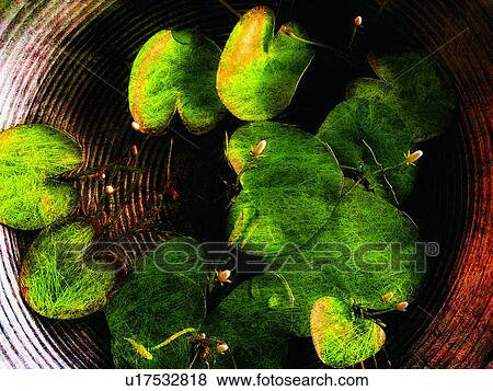 Green, Close-Up, Water Lily, Lily, Plant, Lily Pad View Large Photo Image Stock Photo - Green, Close-Up, Water Lily, Lily, Plant, Lily Pad. Fotosearch