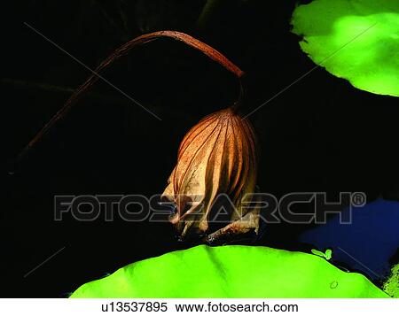 Green, The End, Plant, Outdoor, Dead Plant, Flower View Large Photo Image Stock Photography - Green, The End, Plant, Outdoor, Dead Plant, Flower. Fotosearch