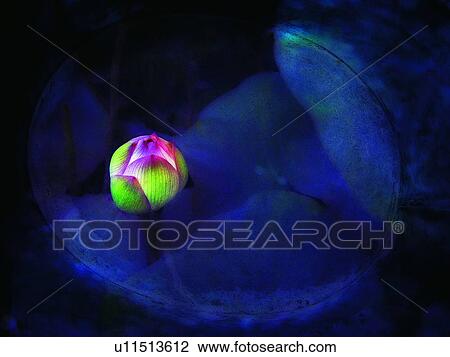 Growth, Close-Up, Flower, Aroma, Plant View Large Photo Image Stock Image - Growth, Close-Up, Flower, Aroma, Plant. Fotosearch