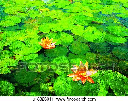 Lily Pad, Plant, Petal, Lotus, Blossom View Large Photo Image Stock Image - Lily Pad, Plant, Petal, Lotus, Blossom. Fotosearch