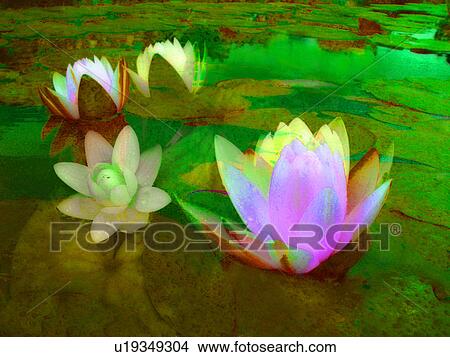Picture - Lily Pad, Vibrant Color, Budding, Flower, Green. Fotosearch