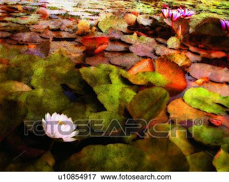 Stock Photo - Lily, Water, Beauty In Nature, Pond, Flower, Aroma. Fotosearch