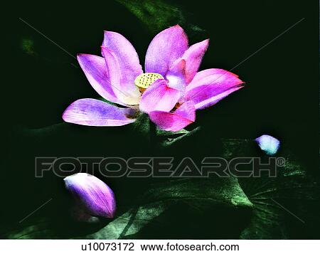 Stock Image - Lotus, Freshness, Leaf, Blossom, Lily Pad, Beauty In Nature. Fotosearch