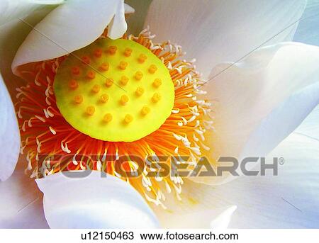 Stock Image - Lotus, Nature, Fragility, Flower, Aroma. Fotosearch