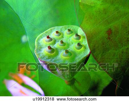 Lotus, Water Lily Aroma, Close-Up, Freshness, Fragility, Flower View Large Photo Image Stock Photo - Lotus, Water Lily Aroma, Close-Up, Freshness, Fragility, Flower. Fotosearch