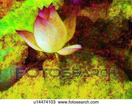 Nature, Pink, Flower, Beauty In Nature, Water, Lily View Large Photo Image Stock Image - Nature, Pink, Flower, Beauty In Nature, Water, Lily. Fotosearch