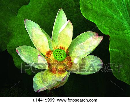 One Flower, Aroma, Lily Pad, Fragility, Flower Head, Lily View Large Photo Image Stock Photo - One Flower, Aroma, Lily Pad, Fragility, Flower Head, Lily. Fotosearch