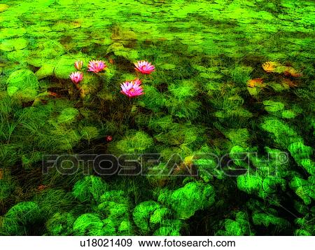 Outdoor, Green, Nature, Growth, Water Lily View Large Photo Image Stock Photo - Outdoor, Green, Nature, Growth, Water Lily. Fotosearch