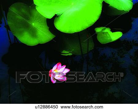 Petal, Day, Water, Green, Freshness, Nature View Large Photo Image Stock Image - Petal, Day, Water, Green, Freshness, Nature. Fotosearch