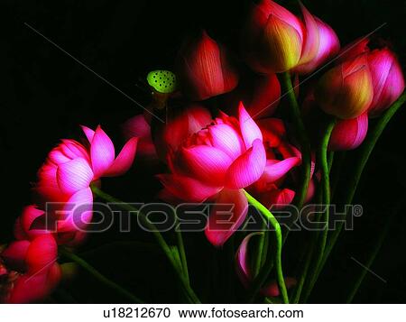 Stock Image - Stem, Flower, Water Lily, Petal, Beauty In Nature, Plant, Lily. Fotosearch