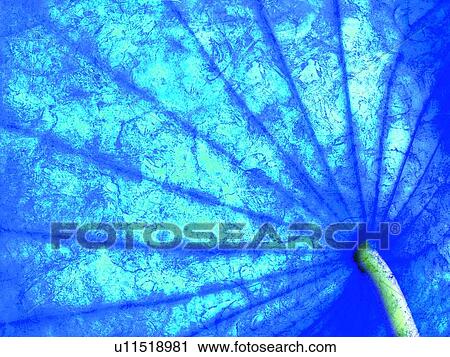 Stock Image - Water Lily, Lily Pad, Extreme Close-Up, Fragility. Fotosearch