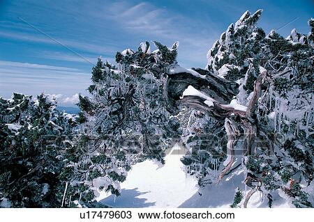 Bare Tree, Blue, Covering, Day, Forest View Large Photo Image Stock Image - Bare Tree, Blue, Covering, Day, Forest. Fotosearch