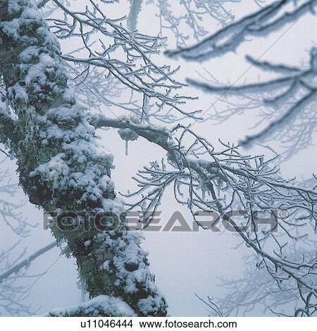 Bare Tree, Branch, Close-Up, Day, Fog View Large Photo Image Picture - Bare Tree, Branch, Close-Up, Day, Fog. Fotosearch