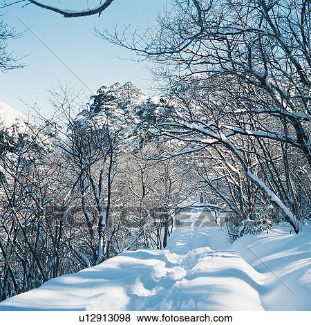 Stock Photo - Bare Tree, Branch, Day, Forest, Frozen. Fotosearch