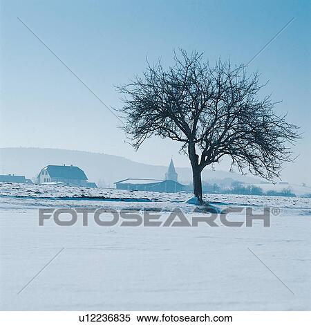 Stock Photography - Bare Tree, Clear Sky, Cottage, Covering, Day. Fotosearch