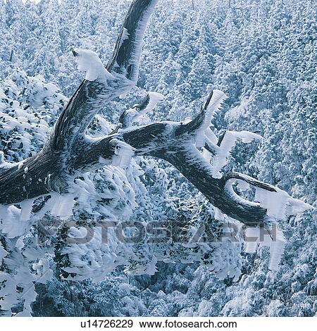 Bare Tree, Close-Up, Day, Forest, Generic Location View Large Photo Image Stock Photo - Bare Tree, Close-Up, Day, Forest, Generic Location. Fotosearch