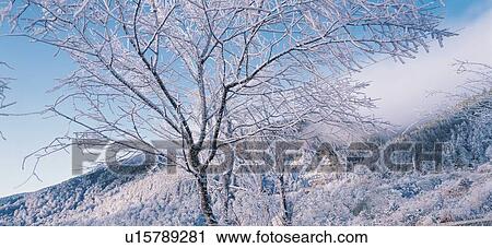 Stock Image - Bare Tree, Extreme Terrain, Non-Urban Scene, White, Plant, Scenics, Sky. Fotosearch
