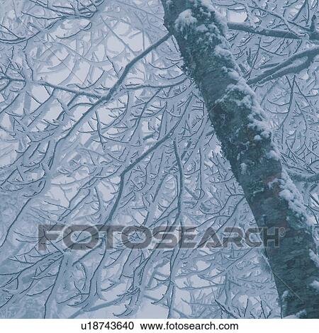 Bare Tree, Frost, Branch, Generic Location, Square, Outdoor View Large Photo Image Stock Image - Bare Tree, Frost, Branch, Generic Location, Square, Outdoor. Fotosearch