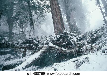 Birch Tree, Day, Fog, Forest, Frost View Large Photo Image Stock Photo - Birch Tree, Day, Fog, Forest, Frost. Fotosearch