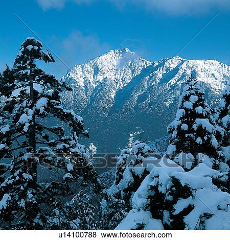 Blue, Covering, Day, Evergreen Tree, Forest View Large Photo Image Stock Photo - Blue, Covering, Day, Evergreen Tree, Forest. Fotosearch