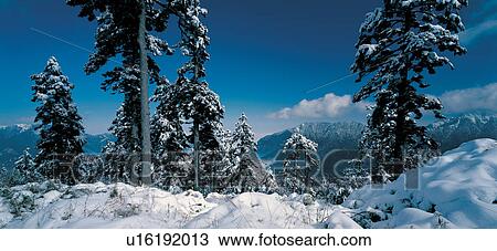 Blue, Day, Extreme Terrain, Forest, Frost View Large Photo Image Stock Image - Blue, Day, Extreme Terrain, Forest, Frost. Fotosearch