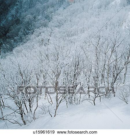 Branch, Bare Tree, Day, Cold, Scenics View Large Photo Image Stock Photo - Branch, Bare Tree, Day, Cold, Scenics. Fotosearch