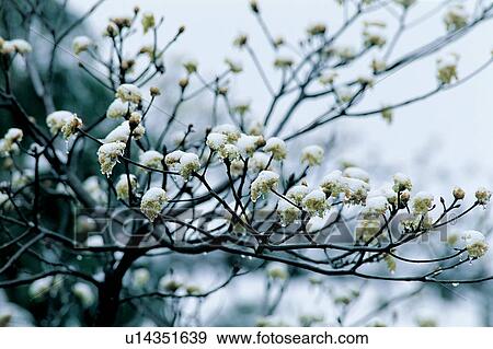 Branch, Close-Up, Cottonwood Tree, Day View Large Photo Image Stock Photo - Branch, Close-Up, Cottonwood Tree, Day. Fotosearch