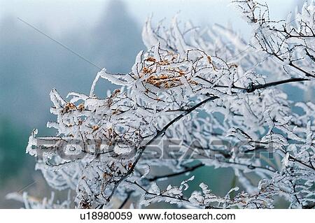 Branch, Close-Up, Day, Focus On Foreground, Frost View Large Photo Image Stock Photo - Branch, Close-Up, Day, Focus On Foreground, Frost. Fotosearch