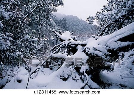 Branch, Close-Up, Day, Forest, Generic Location View Large Photo Image Stock Photography - Branch, Close-Up, Day, Forest, Generic Location. Fotosearch