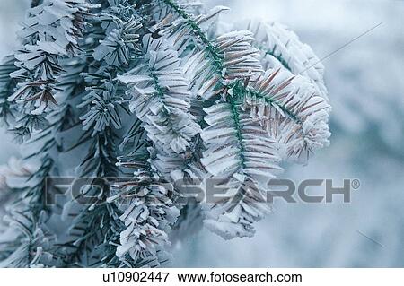 Stock Photo - Branch, Close-Up, Focus On Foreground, Generic Location. Fotosearch