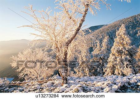 Branch, Coniferous Tree, Day, Extreme Terrain, Forest View Large Photo Image Picture - Branch, Coniferous Tree, Day, Extreme Terrain, Forest. Fotosearch