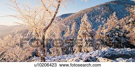 Stock Image - Branch, Coniferous Tree, Day, Forest, Frost. Fotosearch