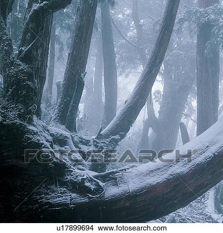 Close-Up, Day, Dusk, Fog, Forest View Large Photo Image Picture - Close-Up, Day, Dusk, Fog, Forest. Fotosearch